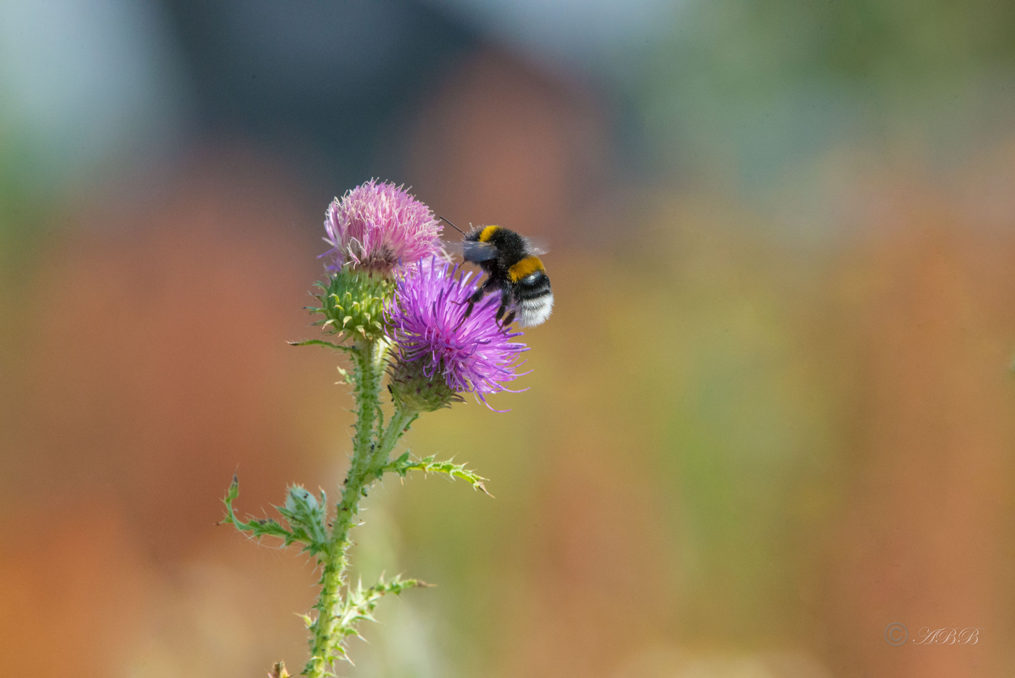 Abeille