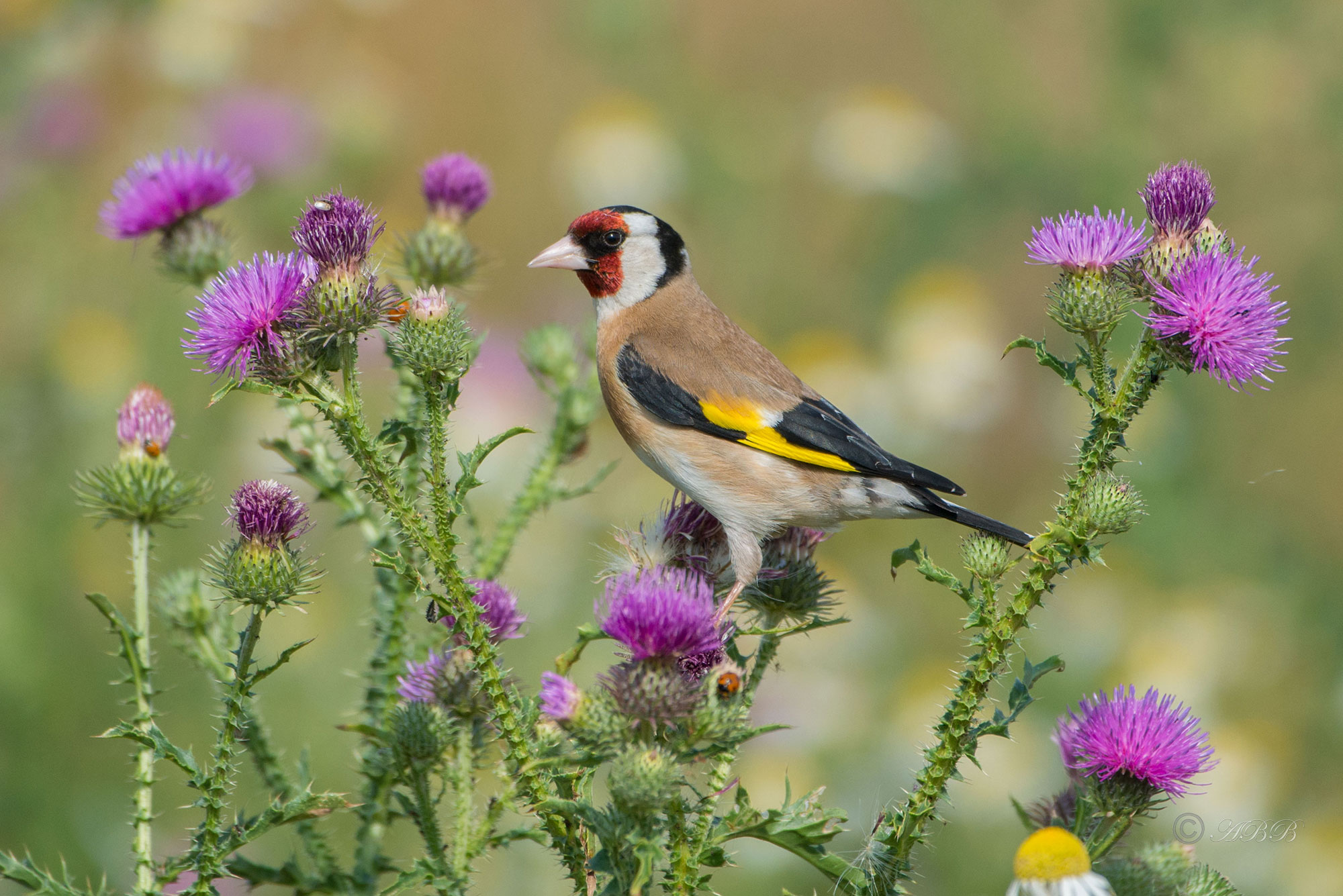 Chardonneret-élégant - Carduelis carduelis - European Goldfinch. Le Chardonneret élégant est un petit passereau, d'une taille inférieure à celle d'un moineau et facile à reconnaître. En effet, l'adulte a une face rouge sang et une grande zone jaune-citron sur l'aile. Il y a un léger dimorphisme sexuel qui, si l'on peut dire, ne saute pas aux yeux. Le mâle a le rouge de la face qui déborde l'œil vers l'arrière tandis que chez la femelle, le rouge s'arrête au niveau de l'œil. Le reste de la tête est noir et blanc. L'œil sombre est inclus dans une zone lorale noire. Le bec, régulièrement conique, est rose pâle. Le dessus du corps (manteau, dos et scapulaires) est brun-chamois, excepté le croupion et les sus-caudales qui sont blancs, ce qui se voit bien chez l'oiseau en vol. Le brun du dessus gagne les côtés de la poitrine où il forme deux taches pectorales bien visibles, et les flancs, tandis que le reste du dessous est blanc. Ailes et queues sont noires avec des taches blanches sur les rémiges et les rectrices. Le large bandeau jaune qui coupe l'aile en deux dans le sens de la longueur est très visible sur l'oiseau en vol. Les pattes sont roses ou rosâtres suivant la saison. (Source: https://www.oiseaux.net/oiseaux/chardonneret.elegant.html) Card image cap
