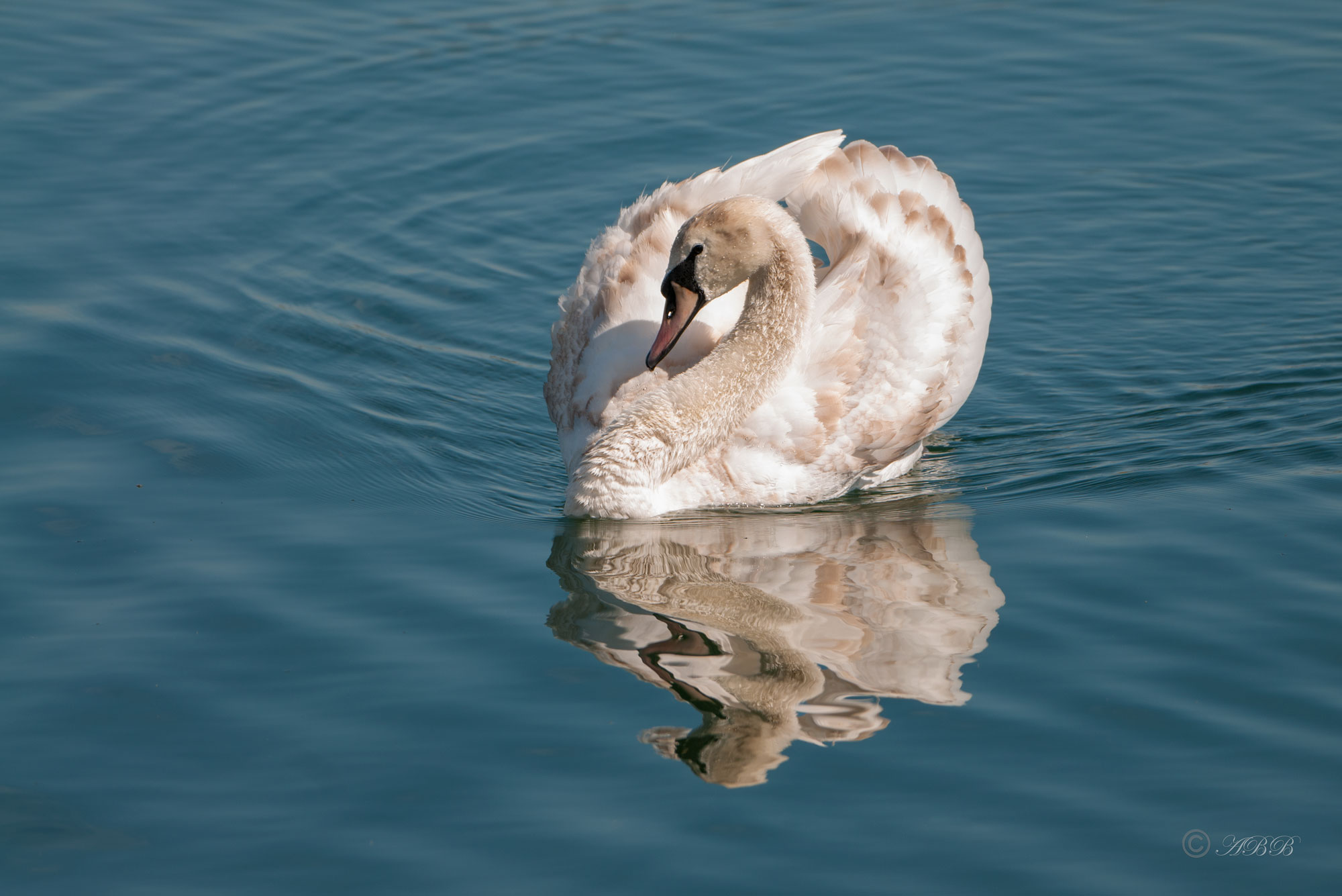 Cygne tuberculé - Cygnus olor - Mute Swan. Le Cygne tuberculé est le plus gros de nos anatidés. Sa silhouette nous est familière car c'est un oiseau très présent dans notre environnement, naturel ou non. L'adulte a le plumage entièrement blanc de neige. Son bec est orange-rouge vif avec l'onglet et les narines noirs. Souvent un peu de rose vers l'onglet. Noir également le triangle entre l'œil et le bec. Les pattes sont noires elles aussi. Le mâle nuptial a un gros tubercule noir à la base du bec devant le front. La femelle l'a réduit. (Source: https://www.oiseaux.net/oiseaux/cygne.tubercule.html) Card image cap