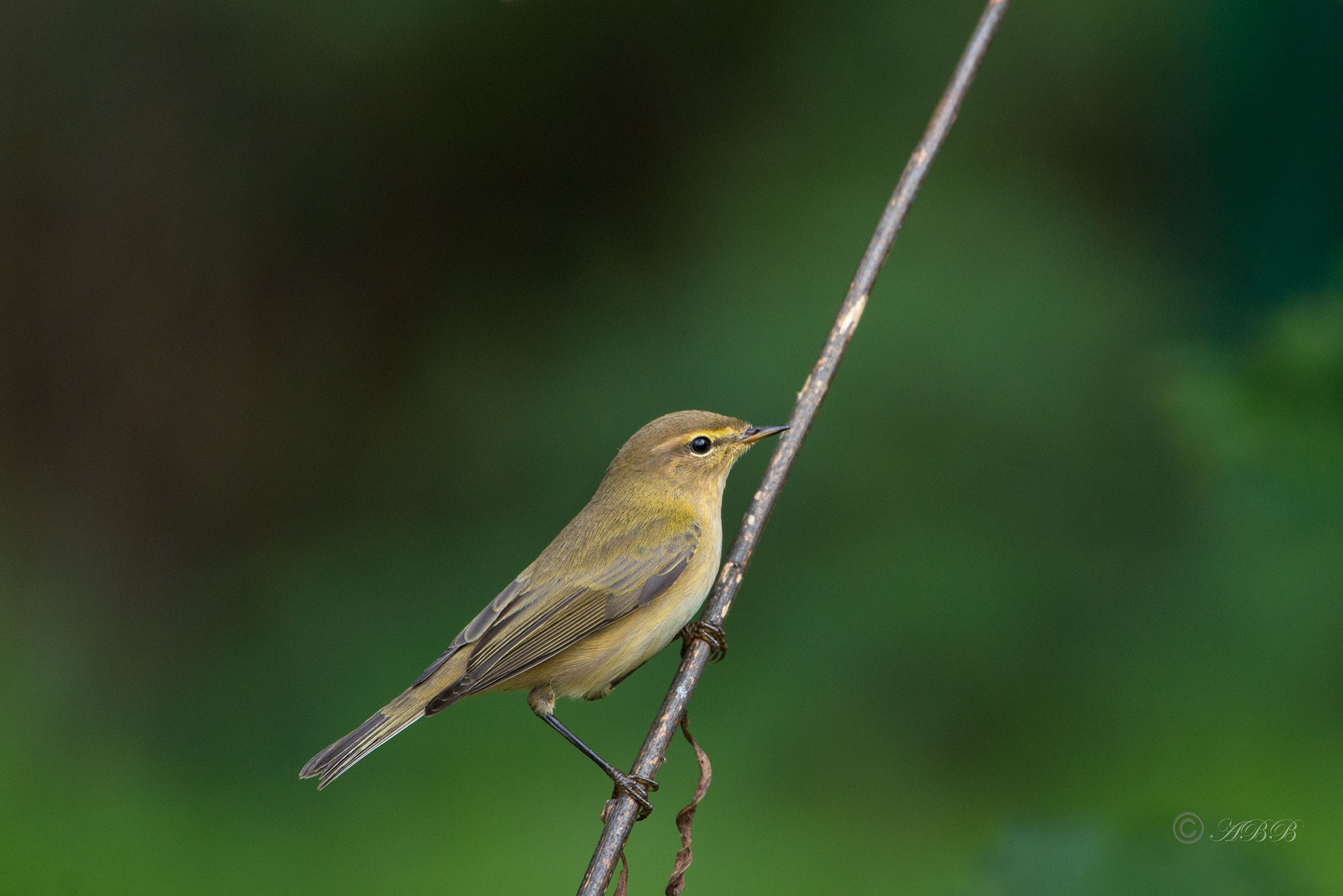 Pouillot véloce - Phylloscopus collybita - Common Chiffchaff. Comme la majorité des membres du genre Phylloscopus, le Pouillot véloce est un tout petit passereau. Il fait 11-12 cm de longueur pour un poids de moins de 10 g en moyenne (6 à 11,5 suivant l'embonpoint). Son plumage brun-verdâtre est fait pour passer inaperçu dans la végétation qu'il ne quitte que rarement. Il passerait volontiers inaperçu sans son cri, un 'huit' interrrogatif, qu'il débite à tout bout de champ et qui permet de le repérer facilement. Card image cap